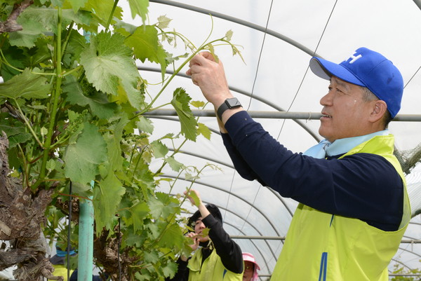 NH농협손보 헤아림 봉사단은 14일, 경기도 안성시 일죽면 율동마을을 찾아 영농철 농촌 일손돕기를 실시했다. 최창수 대표이사(사진 오른쪽)가 헤아림 봉사단원들과 함께 포도 순 따기 작업을 하고 있다/사진제공=NH농협손해보험