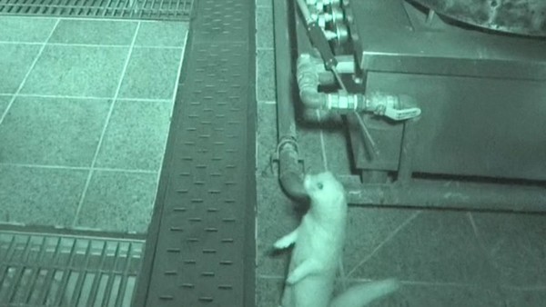 [사진 = 'TV 동물농장' 여름특집 '우린 같이 산다'/ SBS 제공]