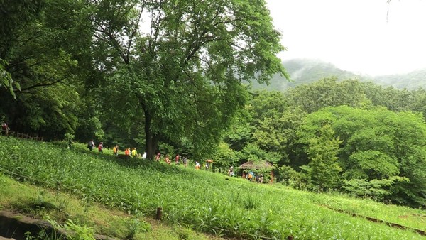 [사진 = 전남 순천 굴목재 길을 따라 걷는 탐방객 행렬/ KBS 제공]