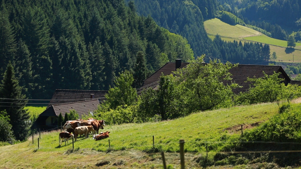 [사진 = KBS 제공]