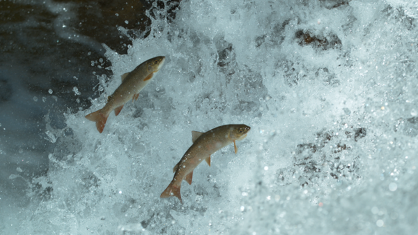 [사진 = 상류를 향해 뛰어오르는 열목어/ KBS 제공]